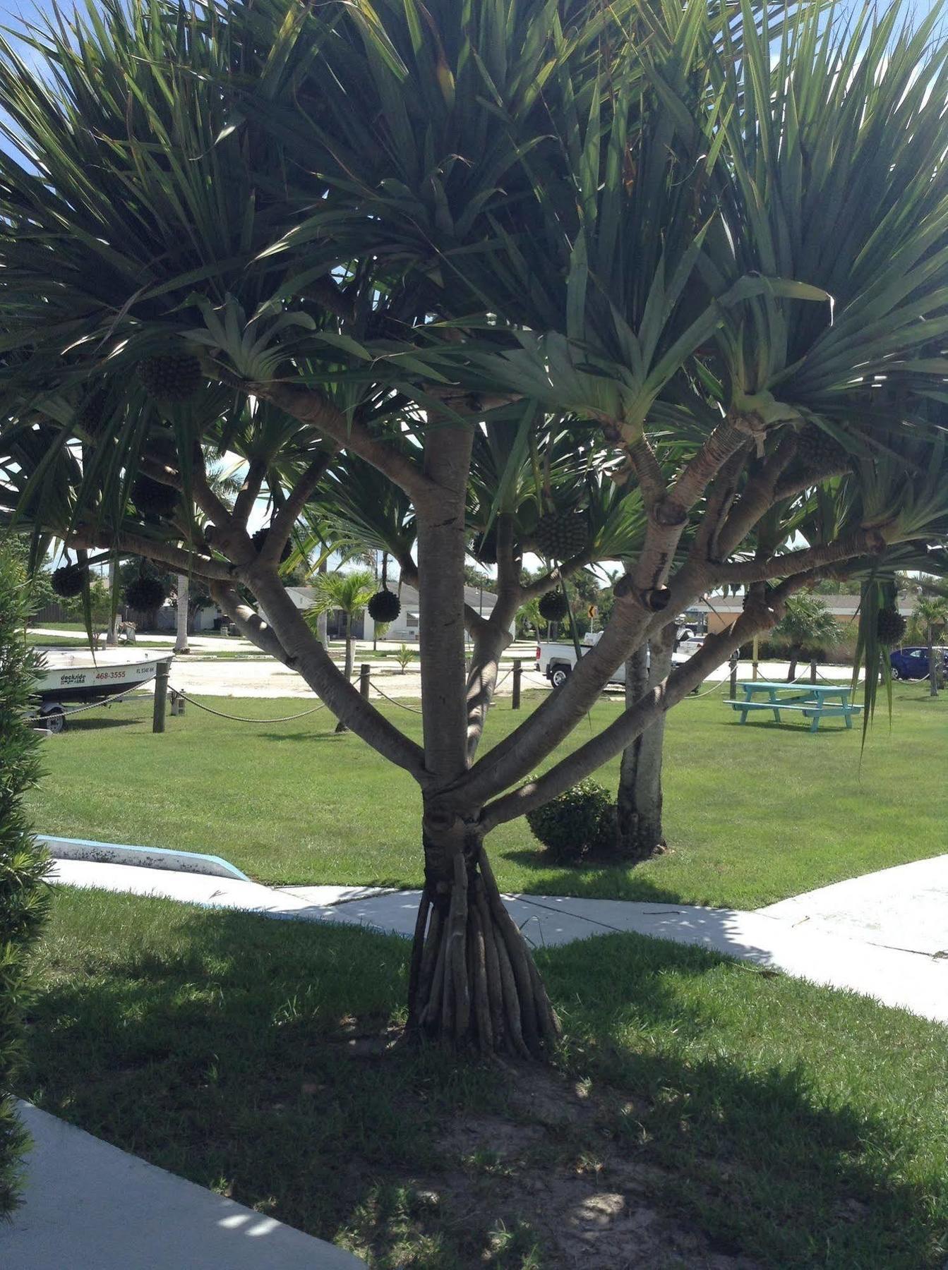 Dockside Inn&Resort Fort Pierce Exteriör bild
